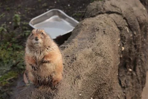 Gopher Stock Photos