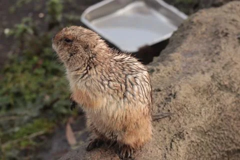 Gopher Stock Photos