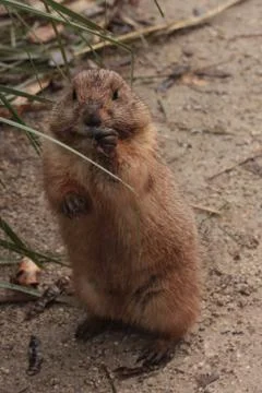 Gopher Stock Photos