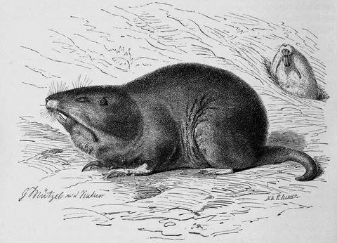 Gopher plains pocket gopher Geomys bursarius or Louisiana pocket gopher plains Stock Illustration