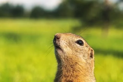 Gopher portrait Stock Photos