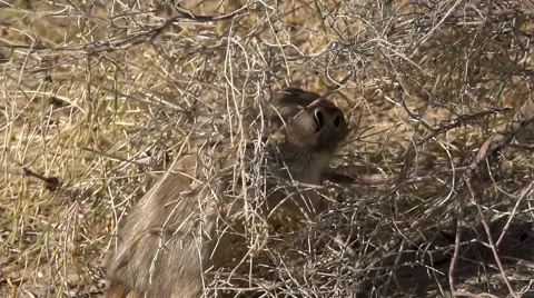Gopher Prepares Food Stock Footage 43248410