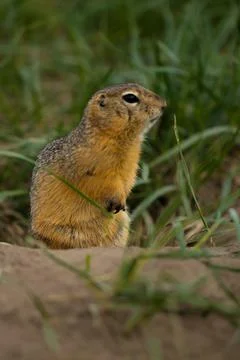 Gopher in profile. A large, beautiful red ground squirrel looks into the Stock Photos