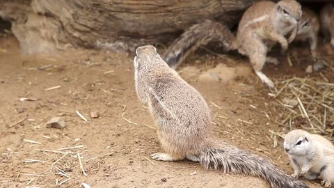 Gopher quickly scratches his body by foot Stock Footage 74846046