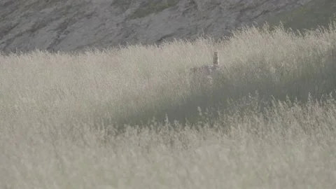 Gopher on a rock Stock Footage 166709230