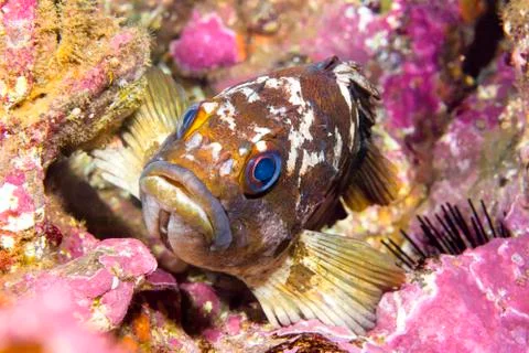 Gopher rockfish on reef Stock Photos