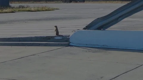 The gopher runs away without looking back Stock Footage 96033906