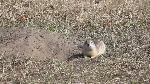 Gopher runs into hole 스톡 동영상 64370020
