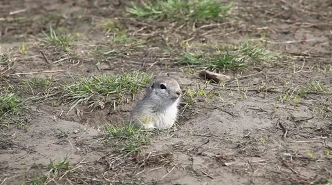 Gopher runs out of the hole Stock Footage 64370039