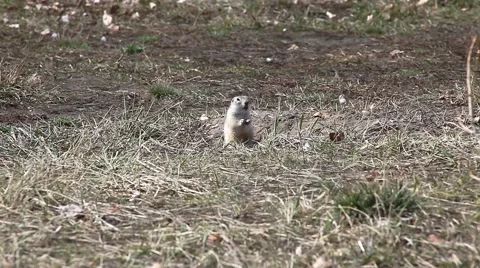 Gopher shouts Video stock 64370012