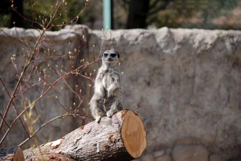 Gopher sits on its hind legs on a log and looks forward Stock Photos