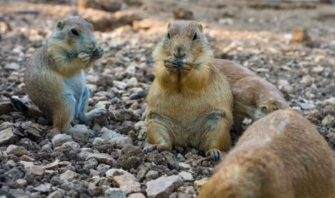 Gopher sitting up and eating gopher folded paws Stock Photos