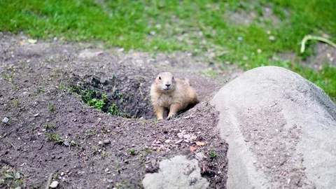 Gopher sitting in his hole Stock Footage 91712323