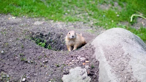 Gopher sitting in his hole Stock Footage 91712406