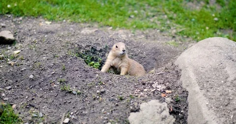 Gopher sitting in his hole Stock Footage 91712416