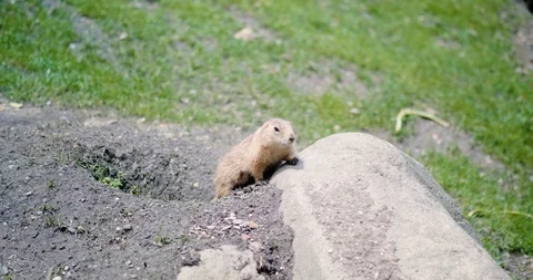 Gopher sitting in his hole Stock Footage 91712471