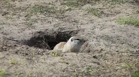 Gopher sitting in a hole Stock Footage 64370082
