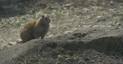 Gopher is Sitting on a Sandy Ground at the Hole Rodents Burrowing Tunnel Stock Footage 61906972