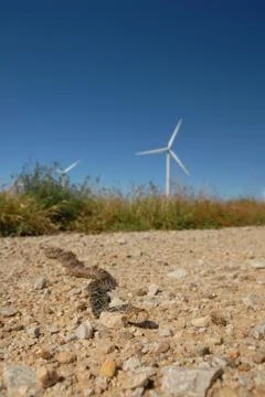 Gopher Snake and The Wind Mill. 스톡 사진