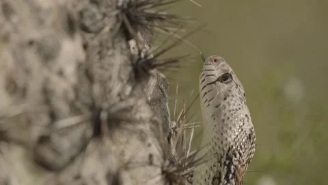 Gopher snake climbs a saguaro cactus  Stock Footage 271729808