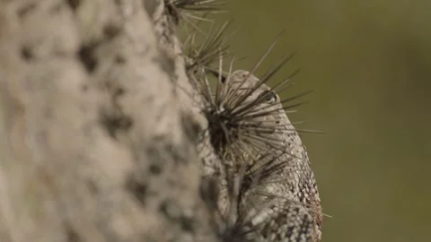 Gopher snake climbs a saguaro cactus  Stock Footage 271729811