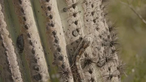 Gopher snake climbs a saguaro cactus  Stock Footage 271729813