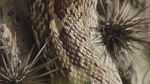 Gopher snake climbs a saguaro cactus  Stock Footage 271729830