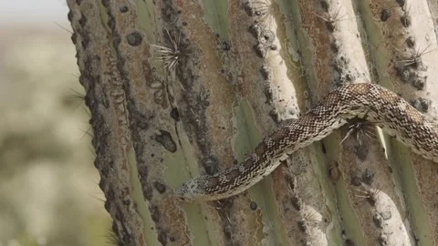 Gopher snake climbs a saguaro cactus  Stock Footage 271729839