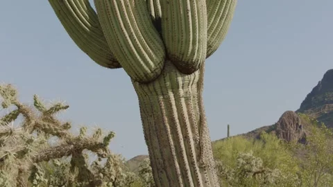 Gopher snake climbs a saguaro cactus  Stock Footage 271729840