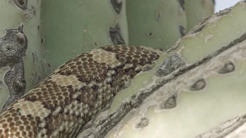 Gopher snake climbs a saguaro cactus  Stock Footage 271729885
