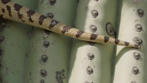 Gopher snake climbs a saguaro cactus , (slide) Stock Footage 271729896