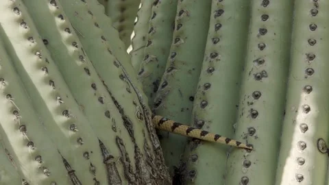 Gopher snake climbs a saguaro cactus , (slide) Stock Footage 271729902