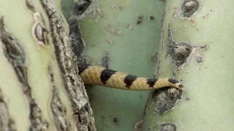 Gopher snake climbs a saguaro cactus , (slide) Stock Footage 271729906