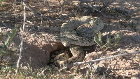 Gopher Snake Coiled Flicking Tongue Smelling in Mexico Desert Stock Footage 332681623