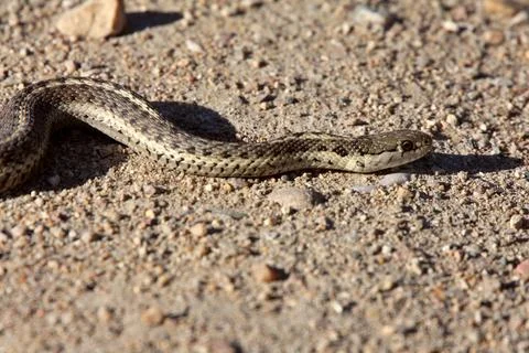 Gopher Snake crossing Alberta road Stock Photos