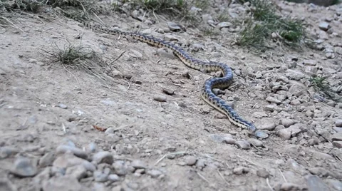 Gopher Snake Stock Footage 62495636