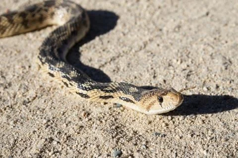 Gopher snake head Stock Photos