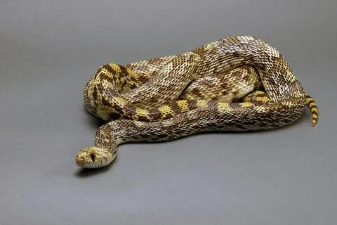 Gopher Snake Isolated on a Grey Background Stock Photos