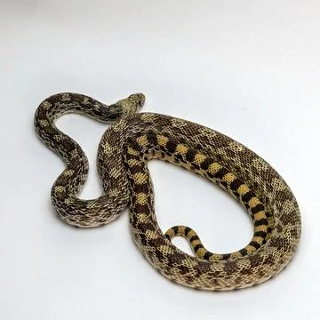 Gopher Snake Isolated on a White Background Stock Photos