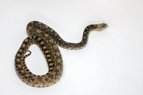 Gopher Snake Isolated on a White Background Foto stock