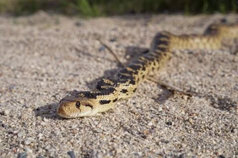 Gopher Snake Stock Photos