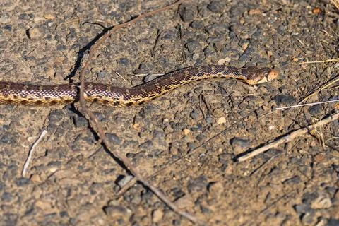 Gopher Snake Stock Photos