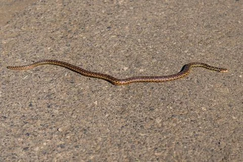 Gopher Snake Stock Photos