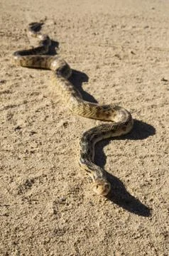 Gopher snake on road Foto stock