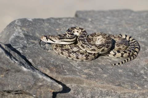 Gopher Snake on a Rock Stock Photos