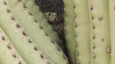 Gopher snake on a saguaro cactus  Stock Footage 271729857