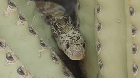Gopher snake on a saguaro cactus  Stock Footage 271729865