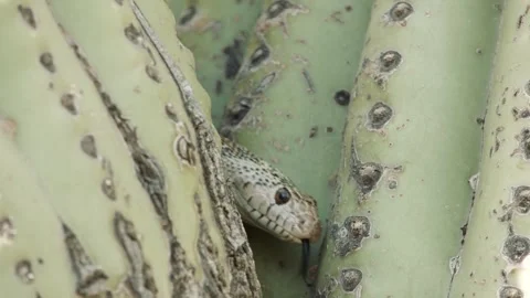 Gopher snake on a saguaro cactus  Stock Footage 271729880
