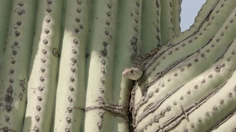 Gopher snake on a saguaro cactus  Stock Footage 271729891