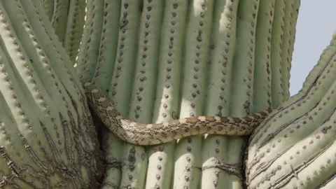Gopher snake on a saguaro cactus  Video stock 271729898